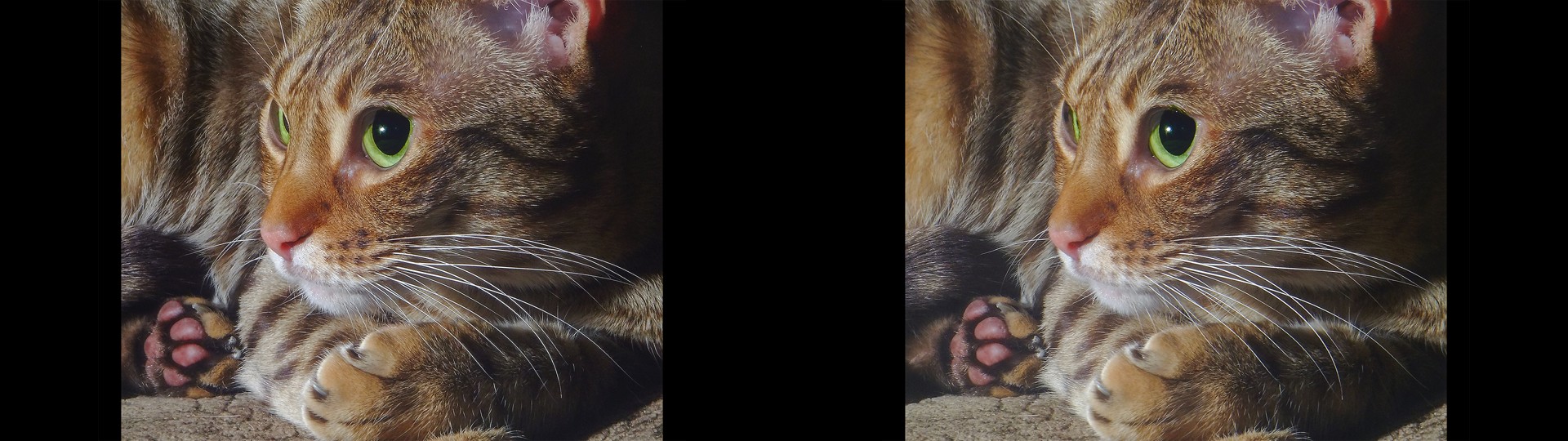 Close-Up Kitty
